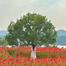 입석리 농로 15 | 임실 요산공원 양귀비·샤스타데이지 개화 현황🌸 5~6월 국내여행 꽃밭 성지 완전 정복!