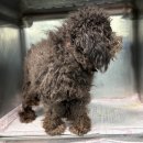 산타클라라동물병원 이미지