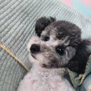 저르 이미지