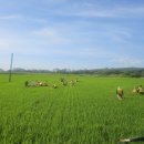 영흥면 면사무소 이미지