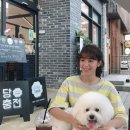 마요 펫 이미지