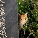 범약국 | [9월] 수익(안구 정화), 비용(기력) → 흑자인가..