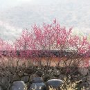 봄나드리투어 이미지