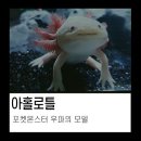 열대어(관상어) 기르기 입문 | 청계천 수족관거리 최신정보와 왕초보자도 실패없는 우파루파 키우기