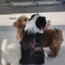 블레스펫