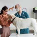 꿈동물병원 이미지