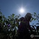 곡성-183 이미지