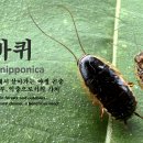 🪲 산바퀴(Blattella nipponica) 🌲숲속·야외에서 살아가는 야생 곤충 🧹자연의 청소부, 익충으로서의 가치 이미지