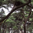 지천솔밭 이미지