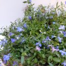 로벨리아 이미지