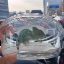 카멜레온 | 대구 렙스토랑에서 베일드카멜레온 데려온 후기