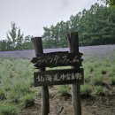 국철농장 | 홋카이도 후라노의 여름 명소 팜 토미타! 라벤더의 천국이 토미타씨의 농장이었다고?