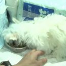 대학동물병원 이미지