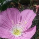 부용농장 이미지