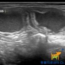 Dr. dog 동물영상의료센터 이미지