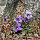 양지-2731 이미지