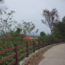 중간상사리 이미지