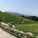 강릉목장 이미지