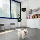 멍뭉이발소 이미지