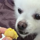 쿠루름 | 강아지 약 먹이기 쉬운 편리한 수제간식 추천 쿠루름 내돈내산 후기