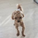 케니애견돌봄센터 이미지