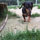 알로하도그 이미지