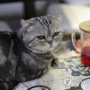 CATS TIME CAFE 이미지