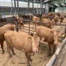 양양애서 이미지