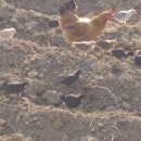 삼닭농장 이미지