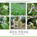 홍사초롱 이미지