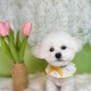 앙볼리펫살롱 이미지