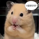 강아지똥 네이버블로그