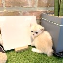 의정부 요미독앤캣 강아지분양 고양이분양 | 심쿵주의! 신촌고양이분양, 요미독앤캣에서 인생 반려묘 만나보세요!