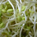 불타는쭈꾸미 이미지