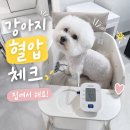 애견용품 - 송파구 마천로45길 37 | 강아지 혈압 체크, 혈압계 커프 애견용품 구입 후기