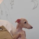 웨스트 펫(West Pet) 이미지