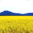 지지명품 이미지