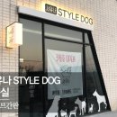 서유나 STYLE DOG 이미지