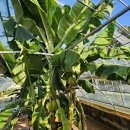 몽키바나나 이미지