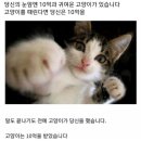 냥냥 이미지