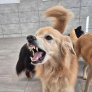 보리하우스 | 보더콜리 애견호텔 후기 : 켄넬링 문제로 등원했던 에듀케어반 강아지 보리