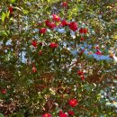 안덕면 감산리 346-1 이미지