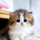 서울고양이분양 묘연 이미지