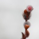 버들강아지 이미지