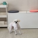 살롱드멍멍 이미지