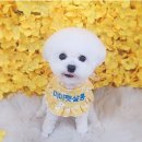 센트럴 펫살롱 이미지