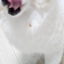 찹찹 펫푸드 이미지