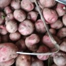 감자창고 이미지