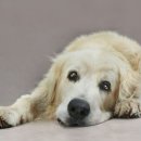 대한동물병원 이미지