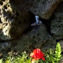 위미 모루왓 이미지